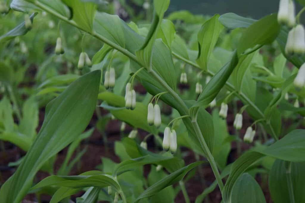Polygonatum x hybridum ---
